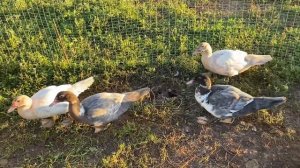 САМАЯ ВЫГОДНАЯ ПТИЦА В ХОЗЯЙСТВЕ !!! Результаты выращивания Мускусных уток )