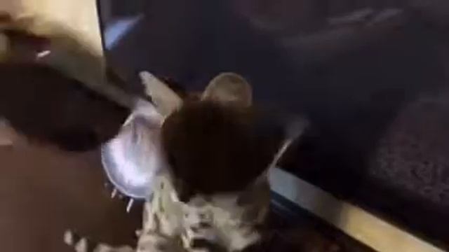 Нежная девочка Сервал, питомник SoulCats🐾 смотреть онлайн