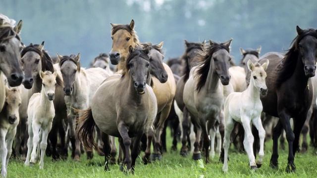 Айгир смотреть онлайн