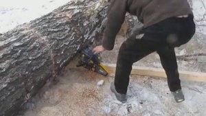Резка большого дерева на части бензопилой