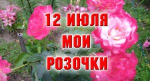 12 июля. Мои чайно-гибридные розы.mp4