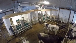 Avonview Farms Start-up Day - GEA Dairy Robot R9500