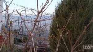хурма 2023г, ночные пожиратели почек