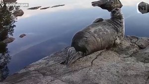 Дружелюбная нерпа помахала ластой и умилила пользователей Сети