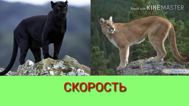 Чёрная пантера против пумы. Black Panther against Puma. Животные. смотреть онлайн