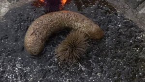 Маврикии полезный влог морской огурец