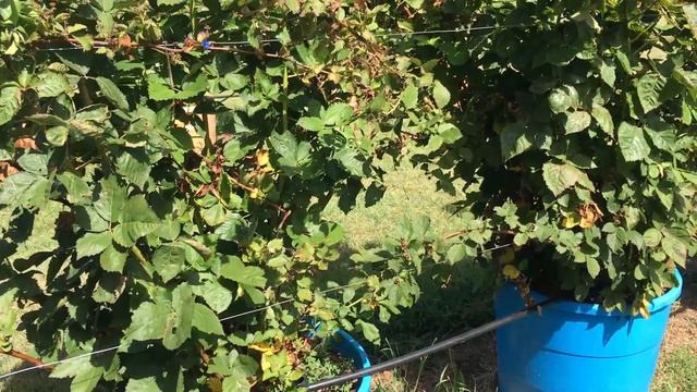 ARE PONCA BLACKBERRIES REALLY THAT SWEET? смотреть онлайн