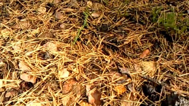 Культурные животные испражняются в одном месте
