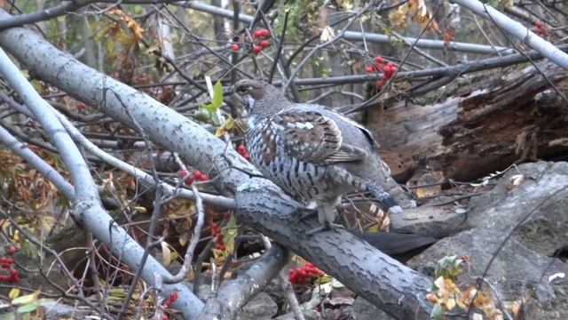 рябчик (самка) черные дрозды вместе лакомятся рябиной смотреть онлайн