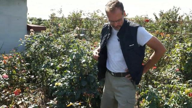 Учусь делать розы! смотреть онлайн