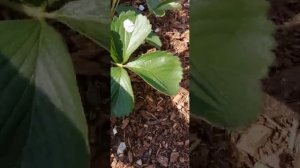 Клубника, желтеют нижние листья