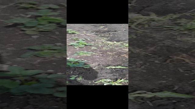 Грядка с буграми под клубнику
