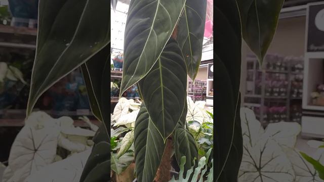 philodendron melanochrysum :)