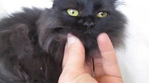 черная пушистая кошечка рингтейл