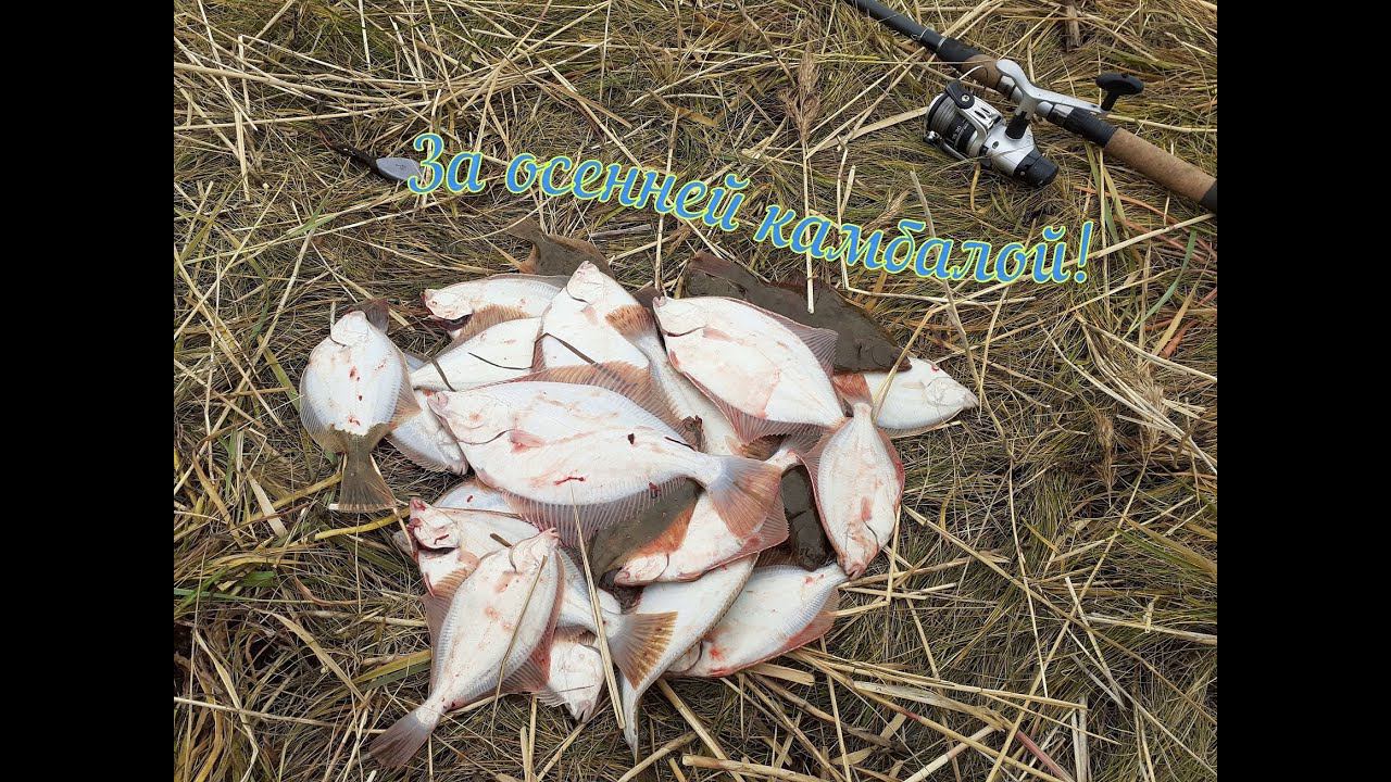 ОСЕННЯЯ КАМБАЛА НА ФИДЕР! ДАЖЕ НЕ ОЖИДАЛ ТАКОГО! БЕЛОЕ МОРЕ! смотреть онлайн