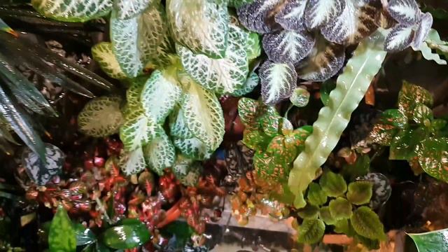 тропики в квартире. смотреть онлайн