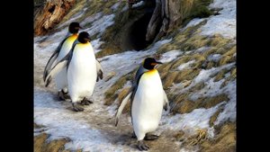 Звуки пингвинов