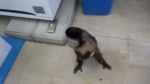 "Осторожно, обезьянки!"