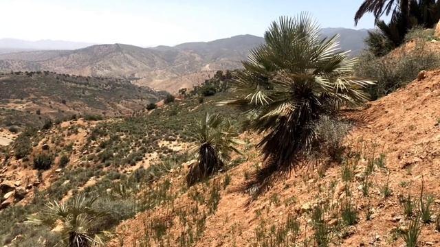 Chamaerops cerifera and Phoenix dactylifera in the Atlas Mountains, Morocco