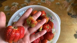 #Клубника_очень_крупная #дисклерт_кемберли "Цветы от Фаины"