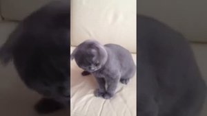 Чихающий кот или кот чихает
