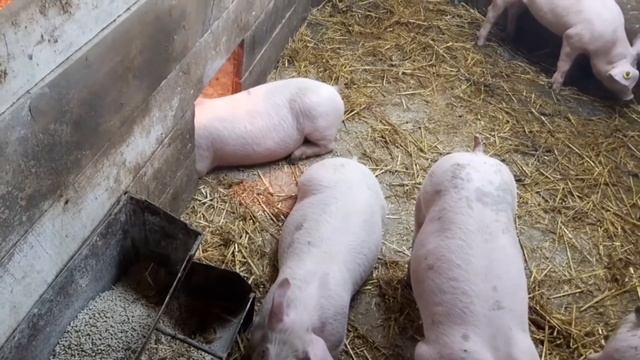 С.С.А//Вес домашних поросят в 60 дней//Поросята од Ландраса свиноматка Гибрид//Переселение поросят/ смотреть онлайн