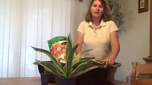 How to Grow Agave Desmettiana Variegata Succulent Plant