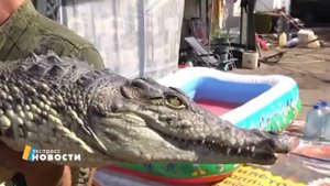 ЦИРК ШАПИТО "ОЛИМП" г. Владимир