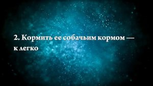 К чему снится белая собака - Онлайн Сонник Эксперт