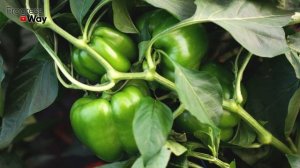 Все зеленые перцы быстро дозреют, если будете делать так!