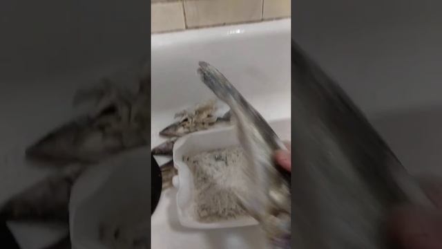 сухой посол судака смотреть онлайн