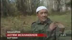 Башкирский мед! Бортевое пчеловодство башкирии.