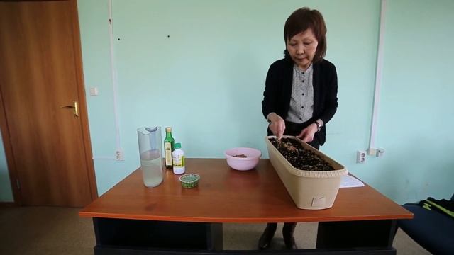 Как правильно прорастить зерно пшеницы для еды в домашних условиях с удобрением? Польза ростков.