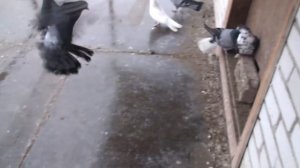 голуби с Очакова