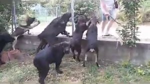 Serbian defense dog puppies 3,5 months old