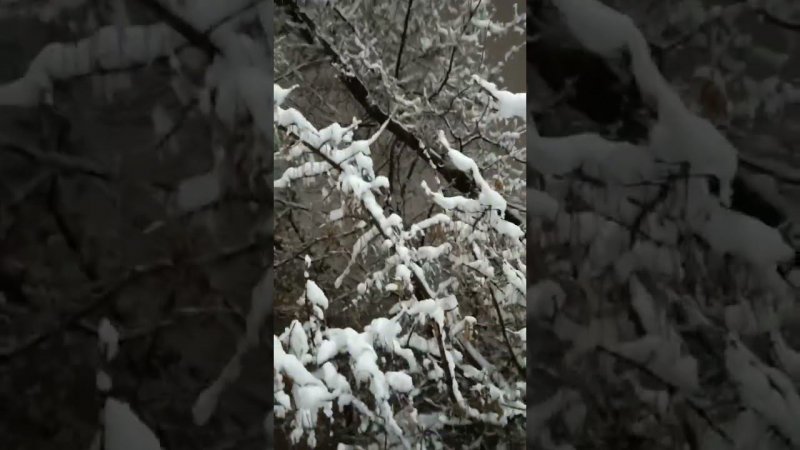дерево под снегом