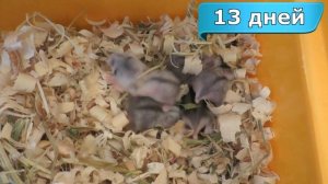 Джунгарские хомяки (0-21 дня)