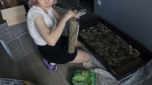 уборка в клетке у морских свинок♥