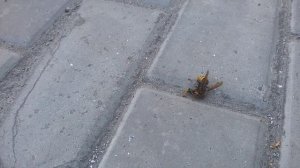 Шершень на охоте.