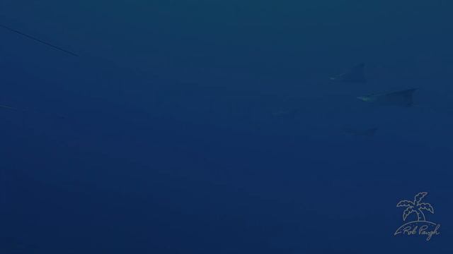 15 School Eagle Rays Ally смотреть онлайн