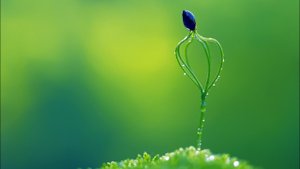 Зарождение Мысли