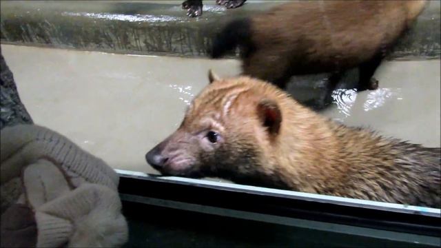 Кустарниковые собачки . Играемся и общаемся. 11.03.18 г. смотреть онлайн