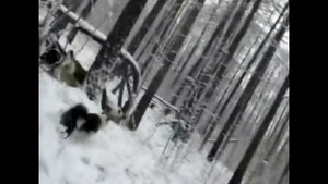Охота с Лайкой в Якутии. 3 часть