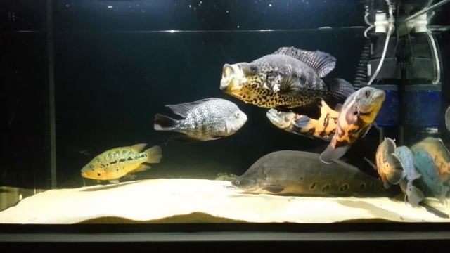 Parachromis managuensis. Зевота, зевота перейди на Федота 2! смотреть онлайн