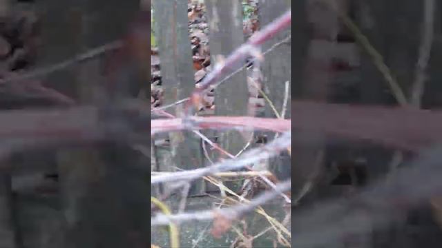 Как размножается ежевика? смотреть онлайн