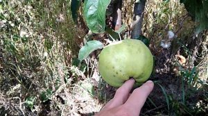 Сорт яблони Сапфир