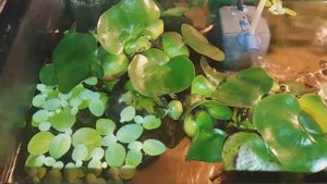 Эйхорния. Водяной гиацинт.