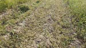 Установка подрезающего диска на самодельную картофельную копалку к трактору Т25. Испытываем в деле.