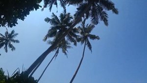 Пляжи Шри-Ланки: Открыли Секретный Пляж! Secret beach. Sri Lanka.
