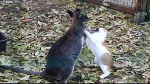 кенгуру против кота